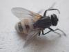 Musca domestica